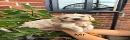 Maltipoo dogs for sale: Outstanding Maltipoo F1 puppies in Whitchurch - Advert 14