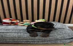 Yorkshire Terrier dogs for sale: 🐶Yorkshire terrier puppies for sale🐶 - Advert 6