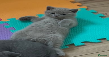 British Shorthair cats - Advert 4