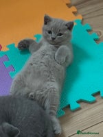 British Shorthair cats - Advert 16