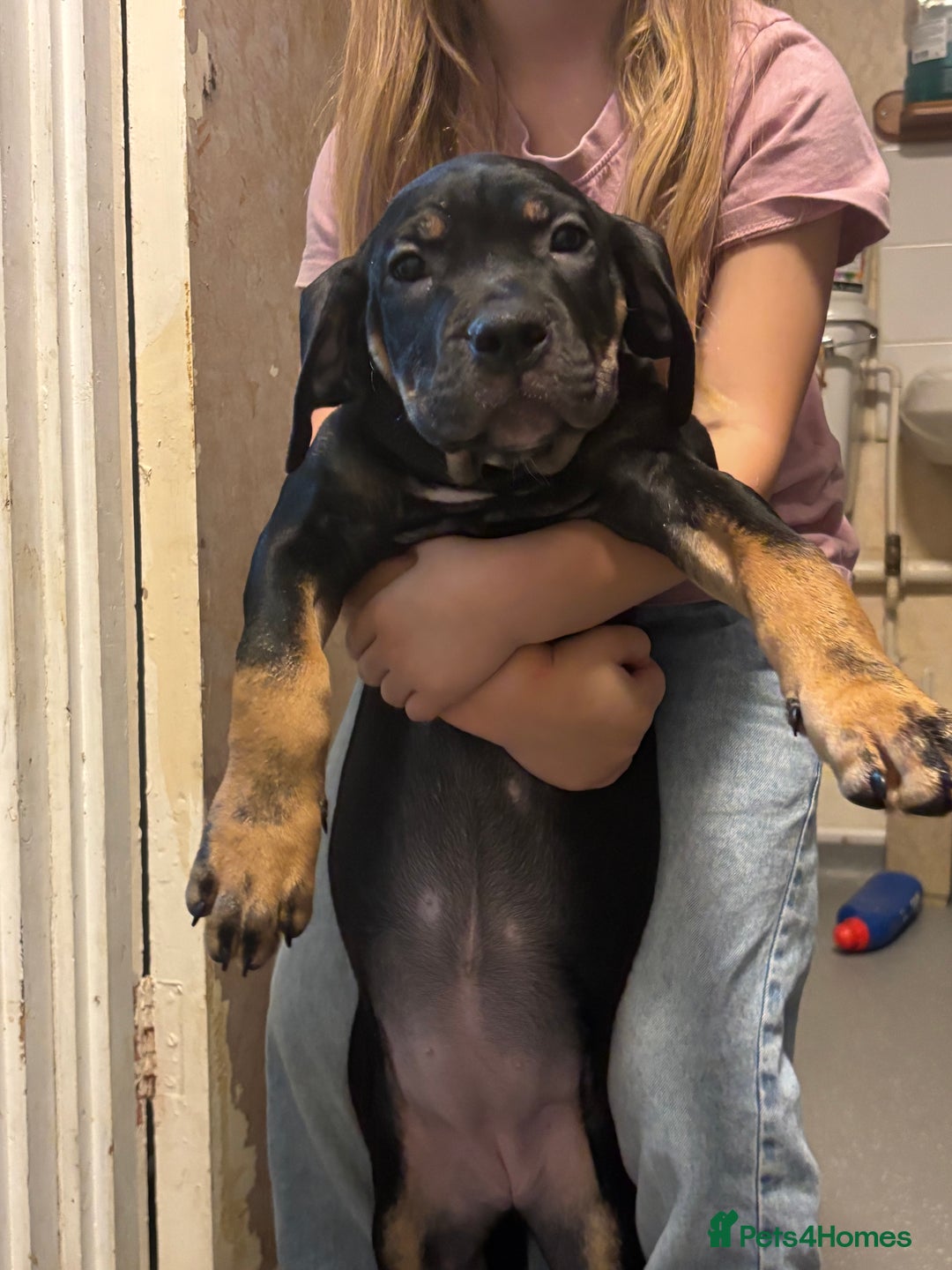 Mixed Breed dogs for sale: Came corso X American bulldog - Advert 7