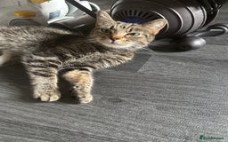 Mixed Breed cats for sale: 3 beautiful boy - Image 8