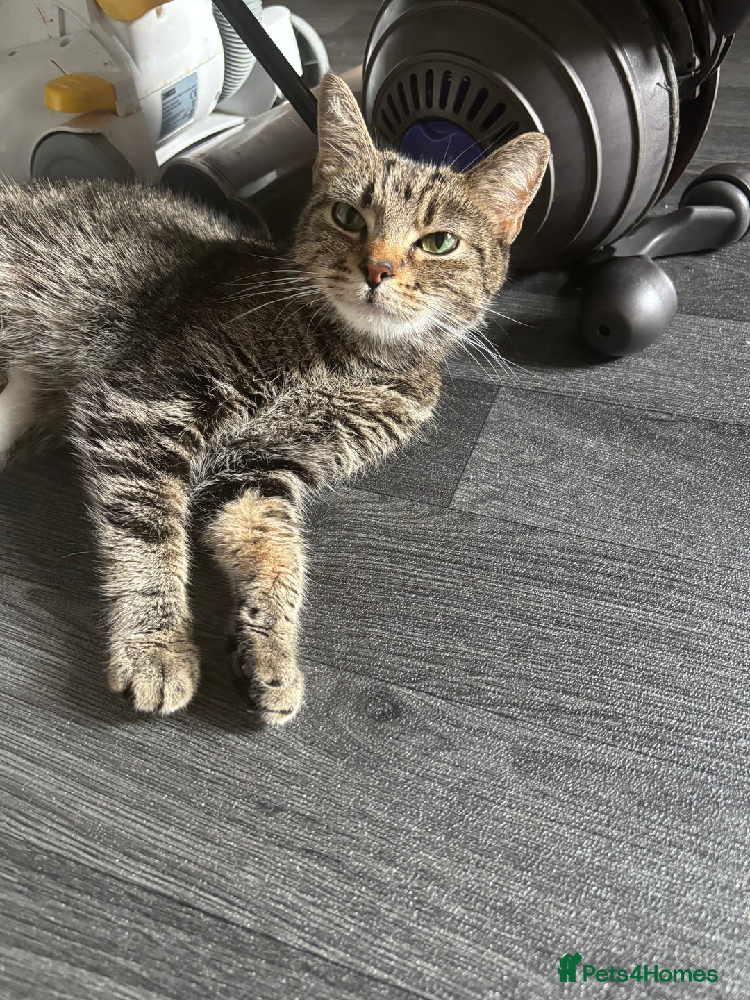 Mixed Breed cats for sale: 3 beautiful boy - Image 8