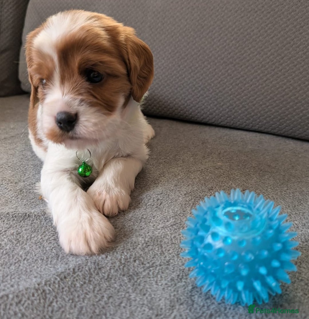 Cavapoo dogs for sale: F2 Cavapoo, Dog breeding license - Advert 28