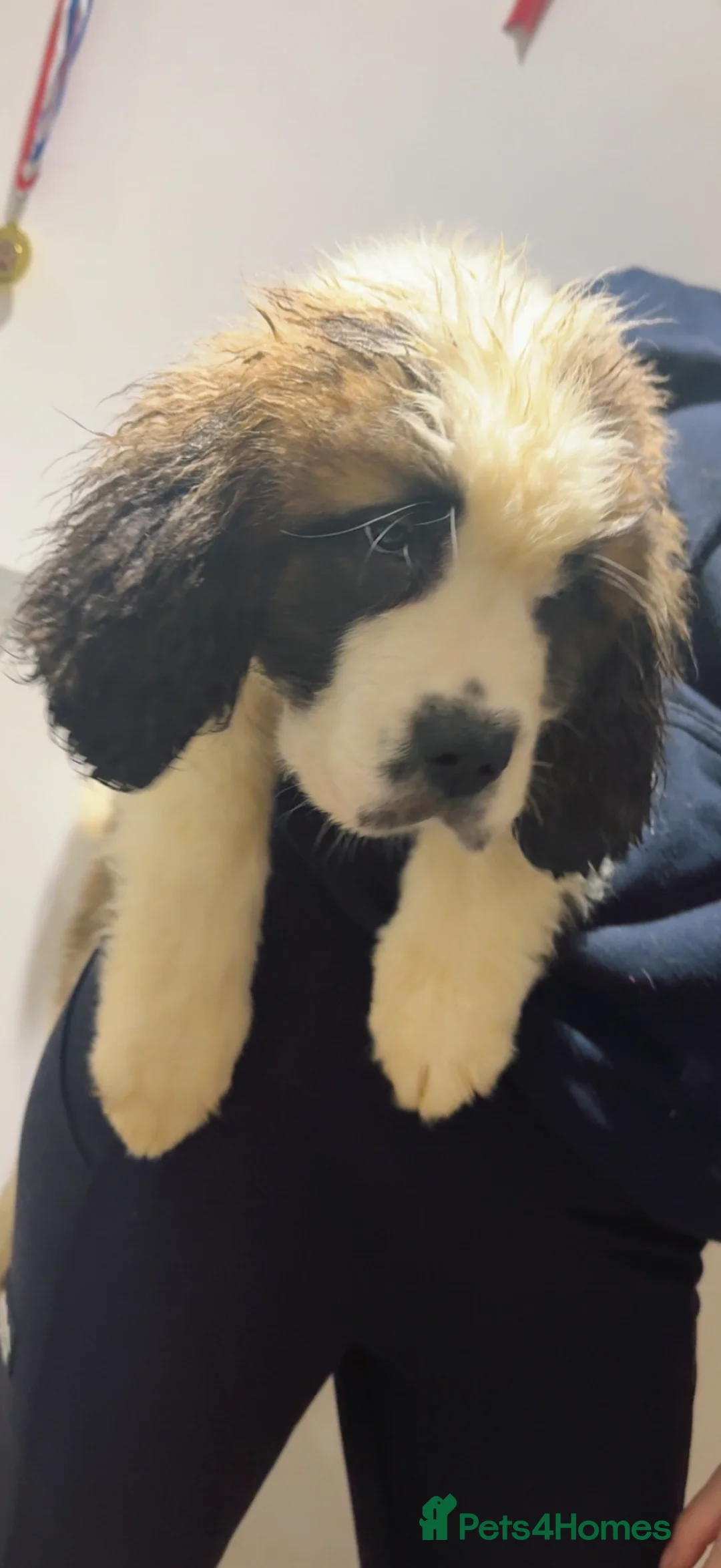 Saint Bernard dogs for sale: Beautiful Saint Bernard baby bears for sale - Advert 5