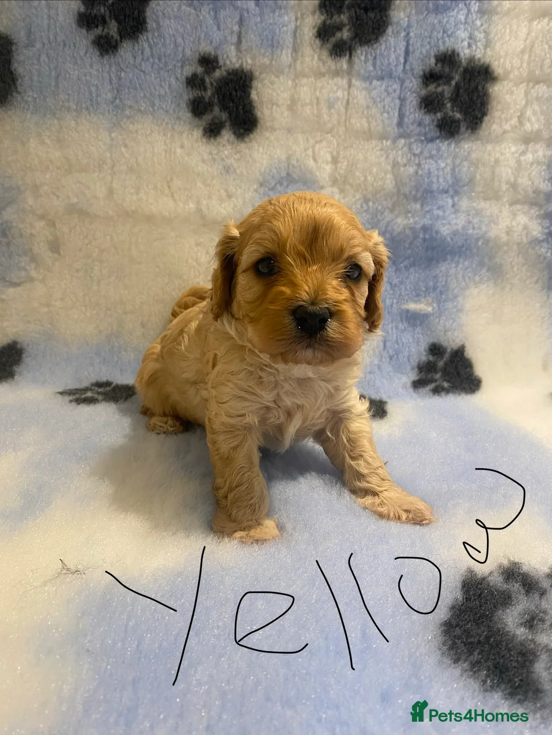Cavapoo dogs for sale: Yellow collor available- ready to leave  - Advert 4