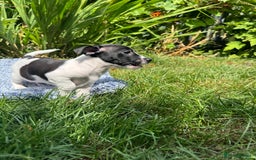 Jack Russell dogs for sale: 5 Available: Jack Russell Puppies. 2 Girls, 3 Boys - Image 25