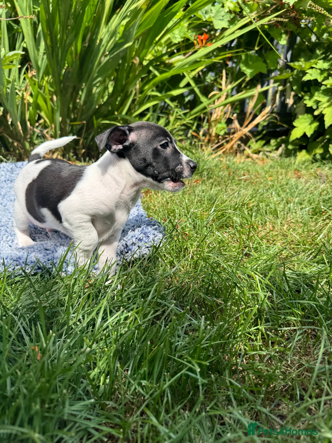 Jack Russell dogs for sale: 5 Available: Jack Russell Puppies. 2 Girls, 3 Boys - Image 25