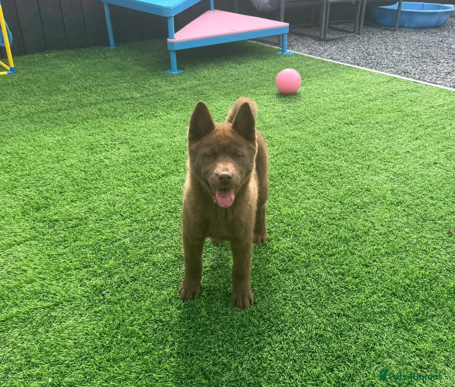 Chow Chow dogs Stunning chocolate female chowski puppy for sale - Advert 1