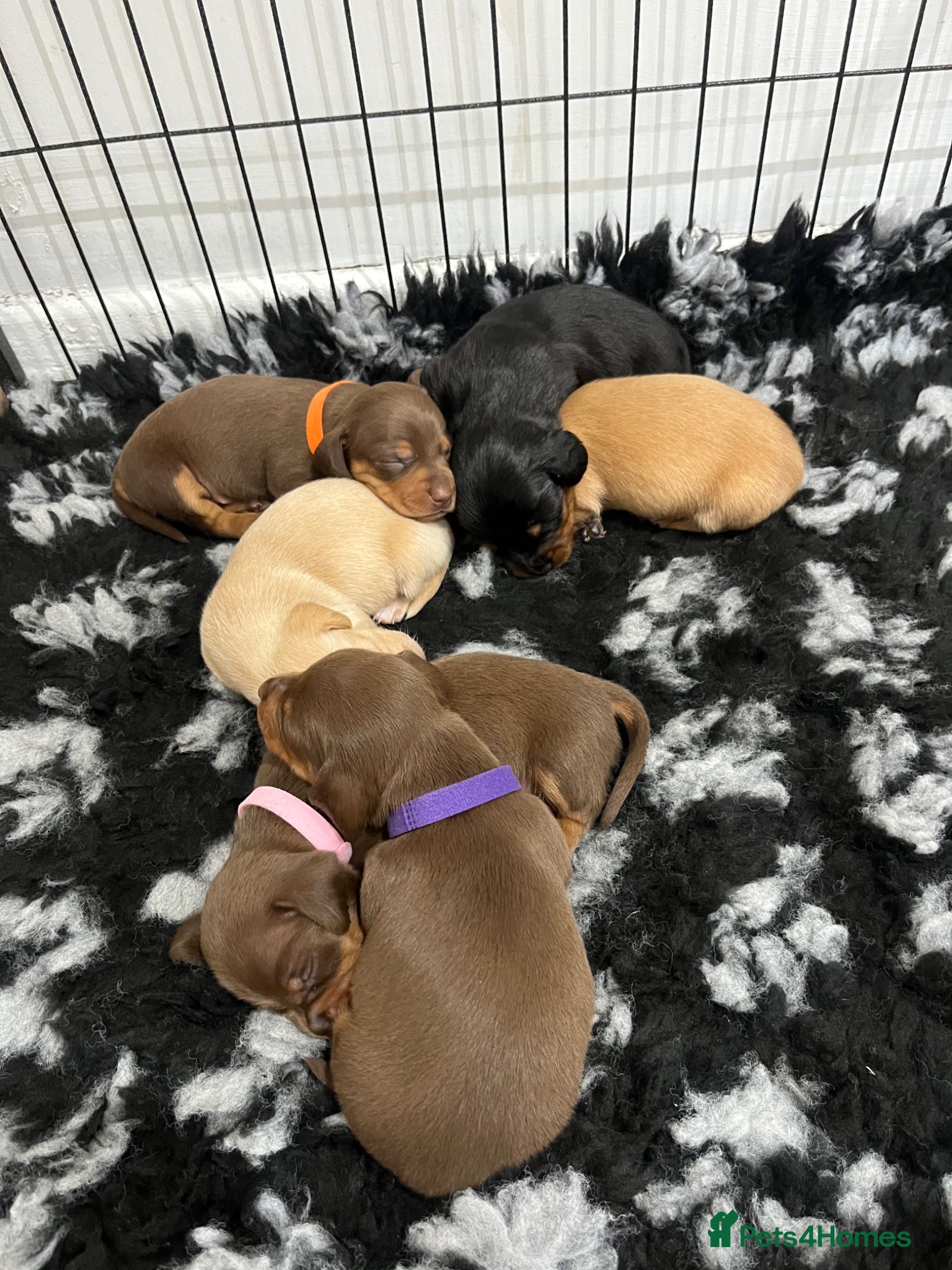 Miniature Dachshund dogs KC Registered Miniature Dachshund puppies - Advert 14