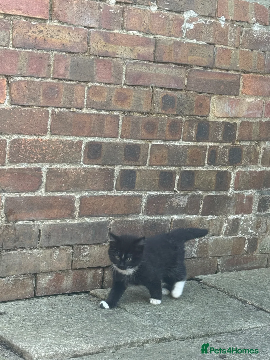 European cats for sale: Little Playful Kittens - Advert 3