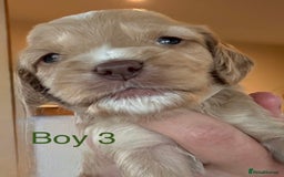 Cockapoo dogs for sale: 9 Beautiful Cockapoo Puppies For Sale - Image 3