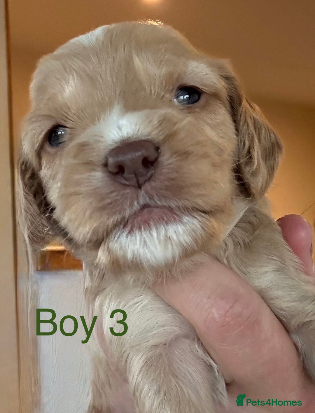 Cockapoo dogs for sale: 9 Beautiful Cockapoo Puppies For Sale - Image 3
