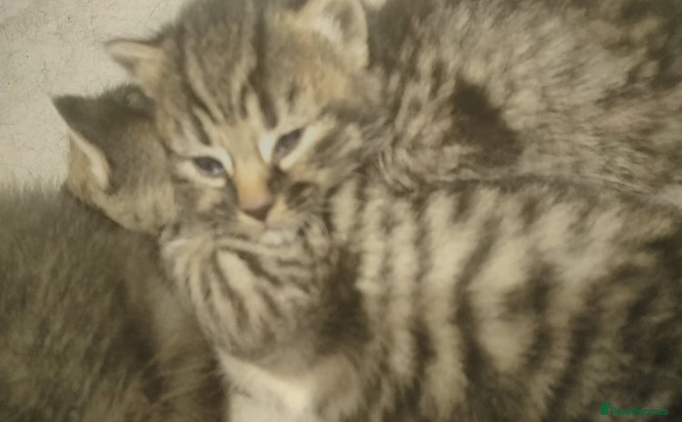 Domestic Shorthair cats - Advert 1