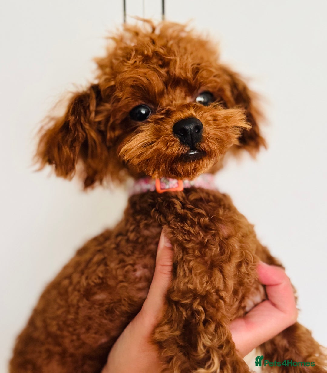 Toy Poodle dogs for sale: 🧸Tiny Exquisite Asian Poodle Boy🧸 - Image 5