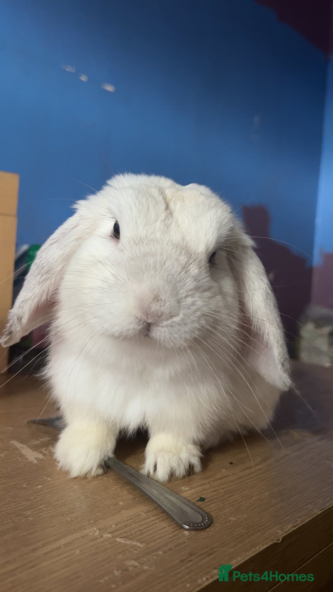 Mini Lop rabbits for sale: Dennis - Image 7