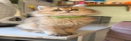 British Longhair cats for sale: British Longhair golden kittens TICA - Advert 4