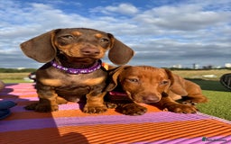 Dachshund dogs for sale: Beautiful puppies of standard dachshund  - Image 18