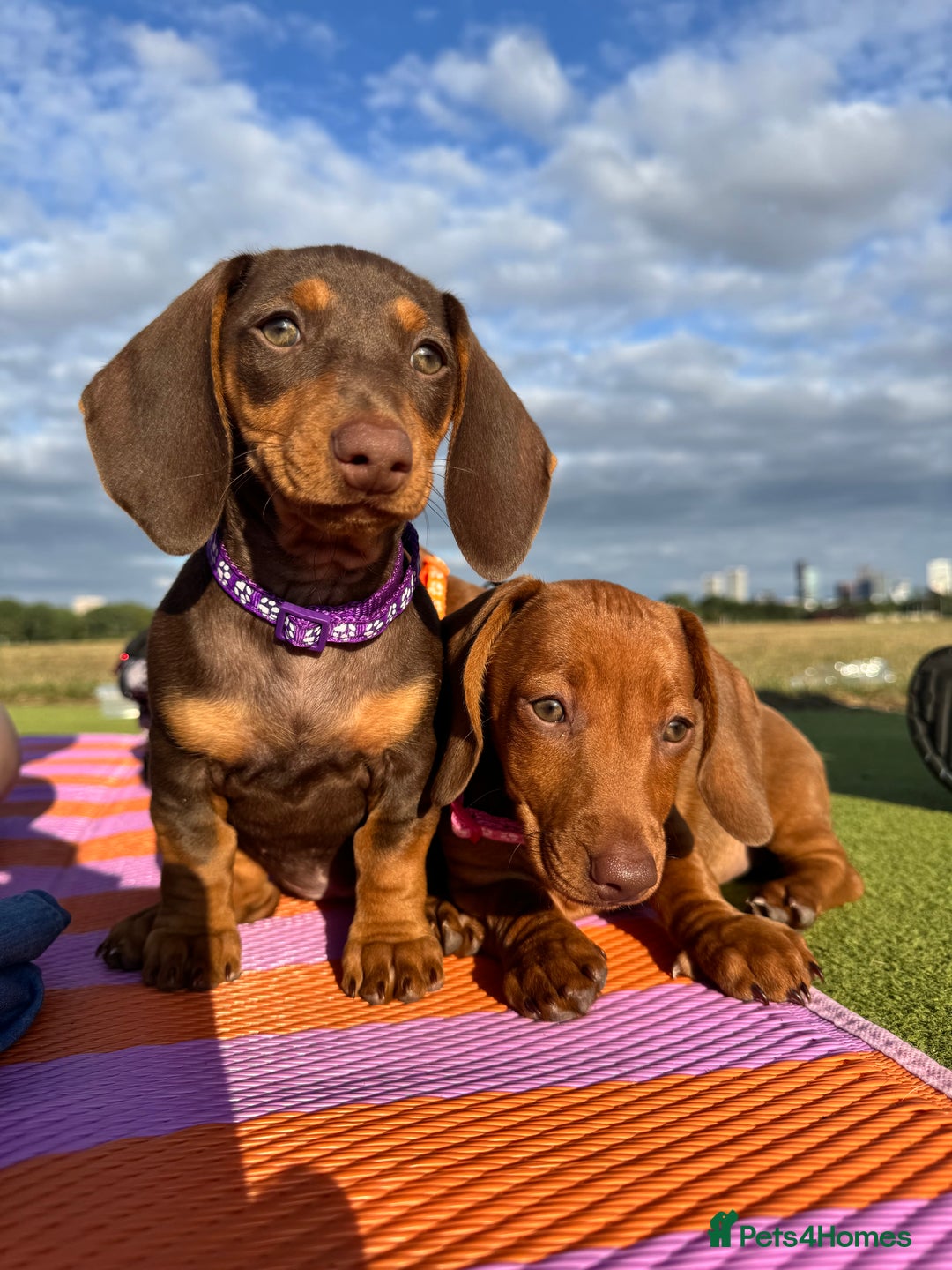 Dachshund dogs for sale: Beautiful puppies of standard dachshund  - Image 18
