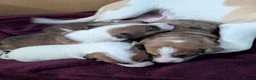 Mixed Breed dogs for sale: 3/4 Jack Russell puppies ❤️🐶 - Advert 3