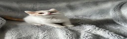 British Shorthair cats for sale: Pedigree BSH & BLH kittens  - Advert 12