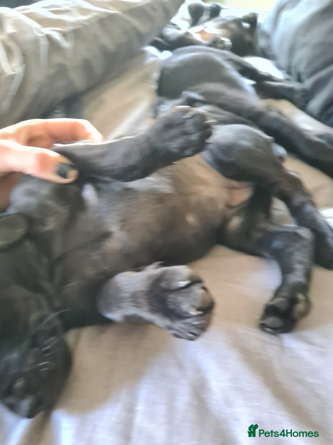 Mixed Breed dogs for sale: Beautiful litter of spaniel Cross  - Image 21