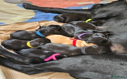 Labrador Retriever dogs for sale: KC Registered 9 Black & 1 Yellow Labrador Puppies - Image 9