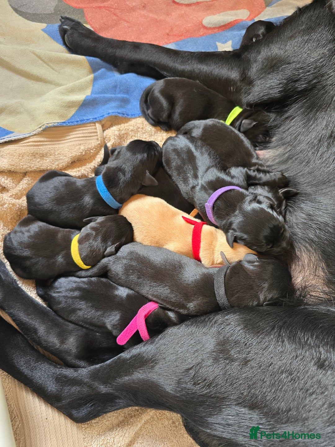Labrador Retriever dogs for sale: KC Registered 9 Black & 1 Yellow Labrador Puppies - Image 9