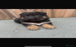 German Shepherd dogs for sale: German shepherd puppies - Image 4