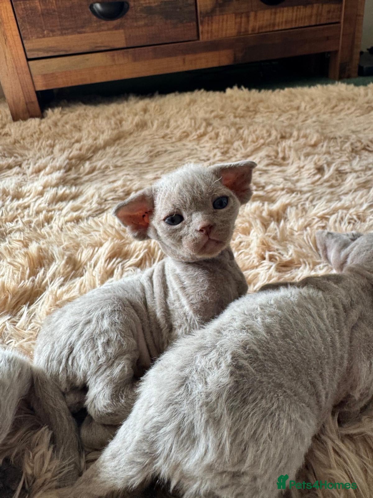 Devon Rex cats TICA Registered Devon Rex Lilac Kittens  - Advert 12