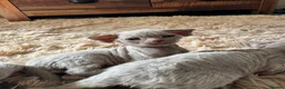 Devon Rex cats for sale: TICA Registered Devon Rex Lilac Kittens  - Advert 6