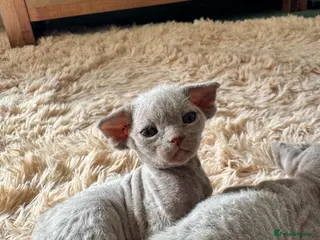 Devon Rex cats TICA Registered Devon Rex Lilac Kittens - Advert 4