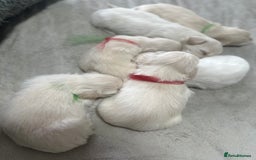 Bichon Frise dogs for sale: Beautiful Puppies Looking for Their Forever Homes! - Image 5
