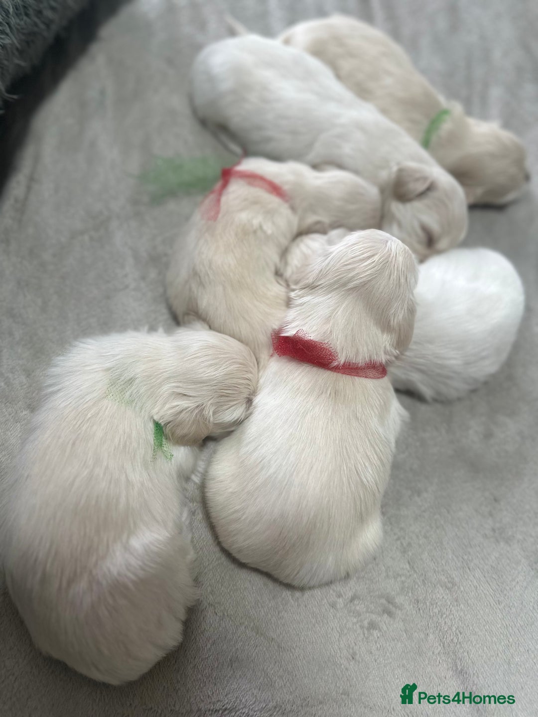 Bichon Frise dogs for sale: Beautiful Puppies Looking for Their Forever Homes! - Image 5