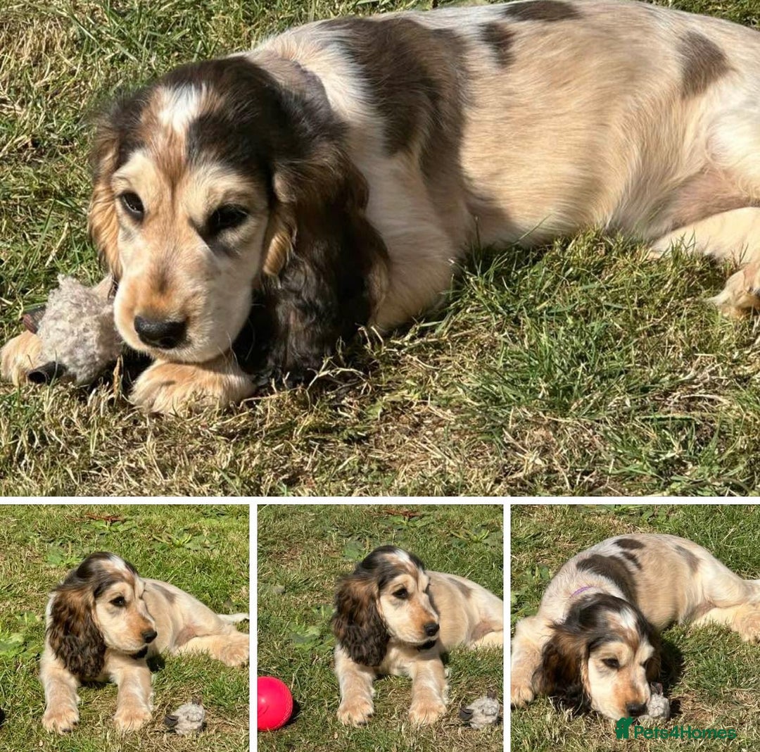 Cocker Spaniel dogs for sale: Stunning Pedigree KC Show Cocker Puppies  - Image 1