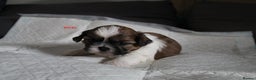 Shih Tzu dogs for sale: LOVELY SHIH TZU PUPPIES LIVER GENE  - Advert 8