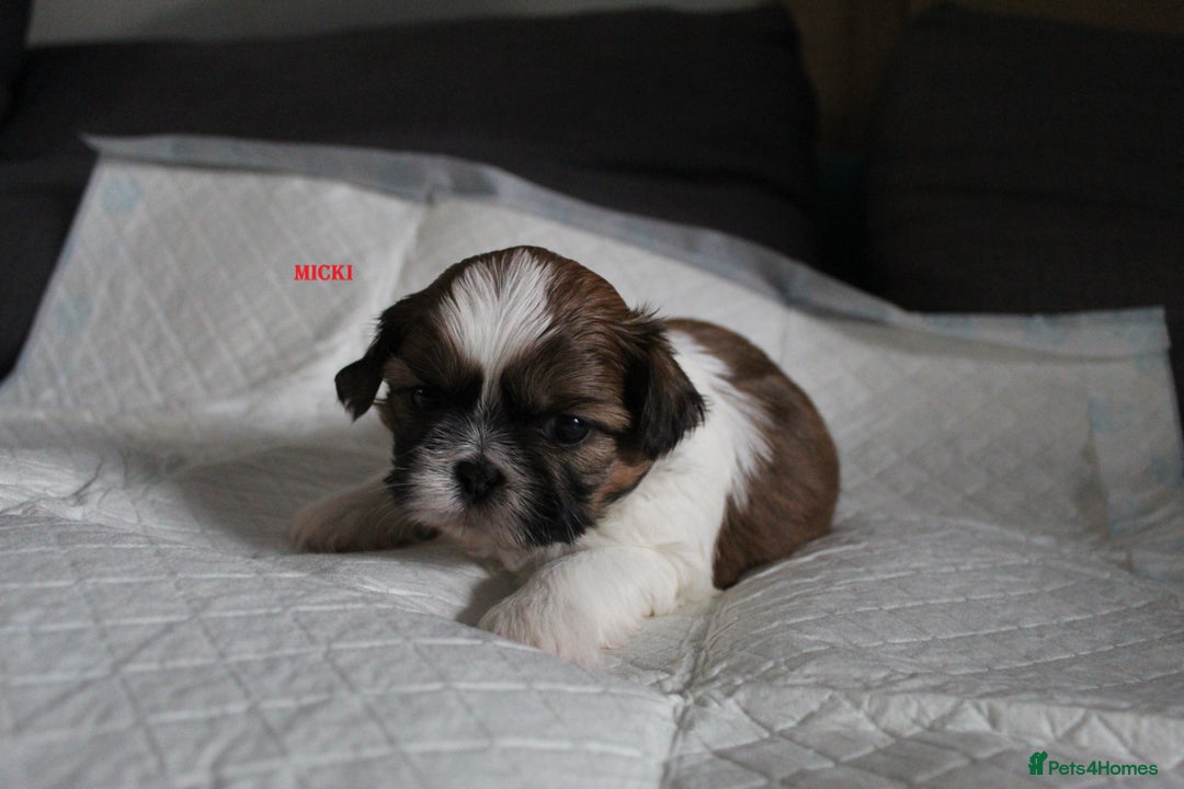 Shih Tzu dogs for sale: LOVELY SHIH TZU PUPPIES LIVER GENE  - Advert 8