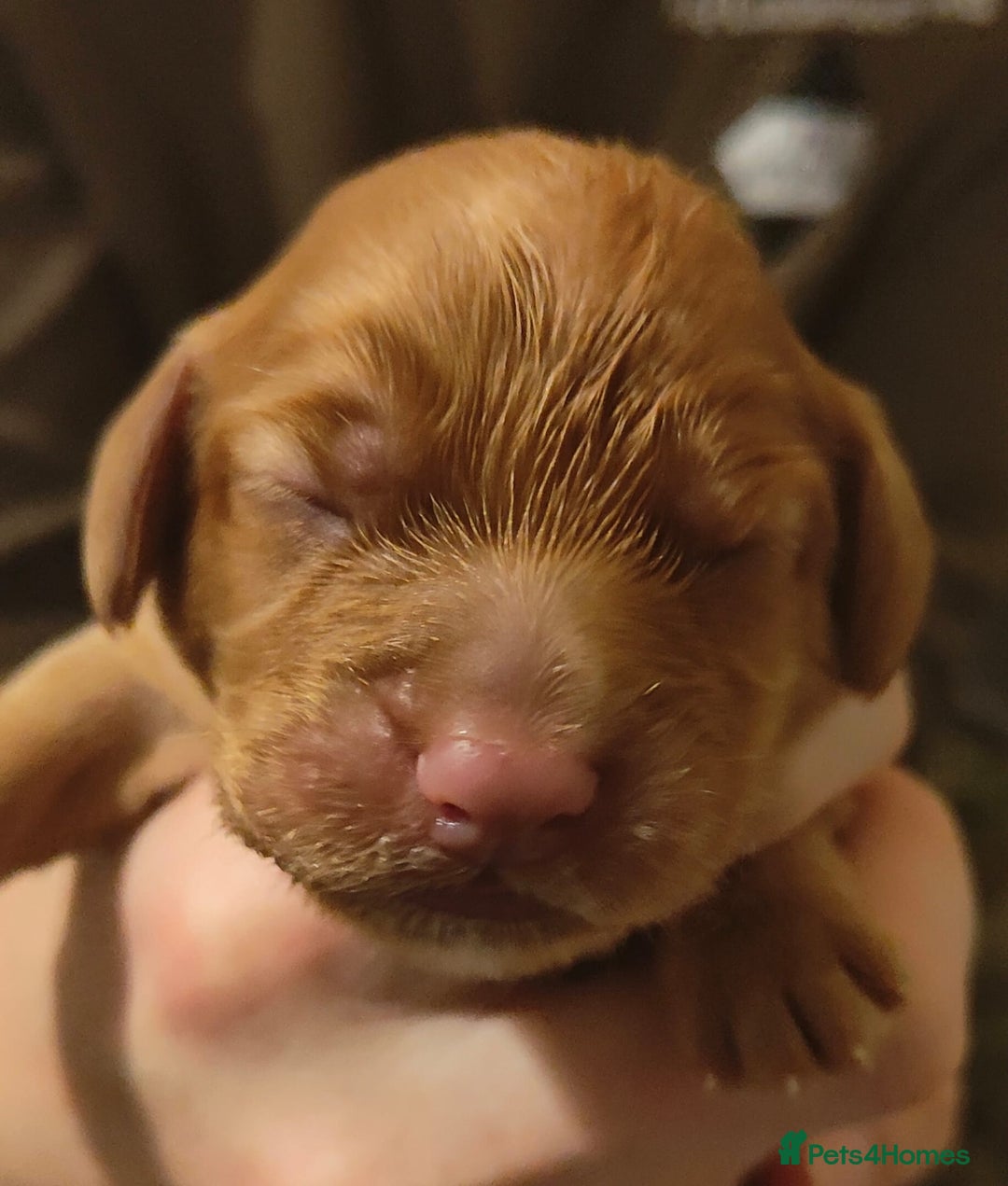Cocker Spaniel dogs for sale: Cocker spaniel pups 4 days old - Advert 7