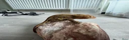 Gecko reptiles for sale: Crested geckos  - Advert 3