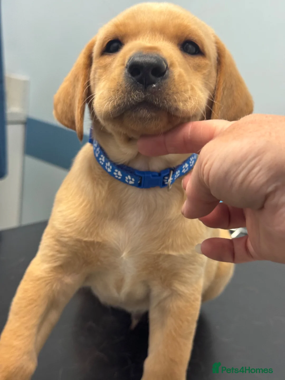 Labrador Retriever dogs for sale: Fully health tested parents KC Boys available 💛🧡 - Advert 2