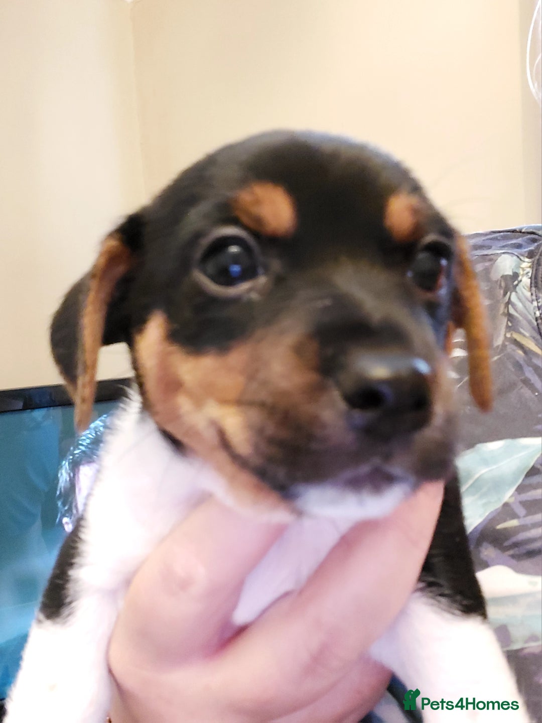 Jack Russell dogs for sale: Jack Russell puppies - Image 3