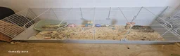 Lionhead rabbits for sale: Black lion head  in Godalming - Advert 5