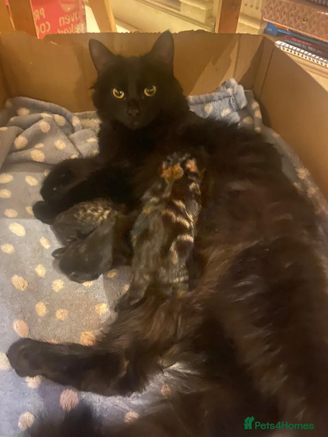 Mixed Breed cats for sale: 3 adorable kittens for sale - Advert 6