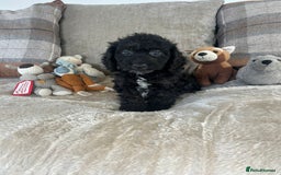 Cockapoo dogs for sale: Gorgeous F1 cockapoo puppies  - Image 37