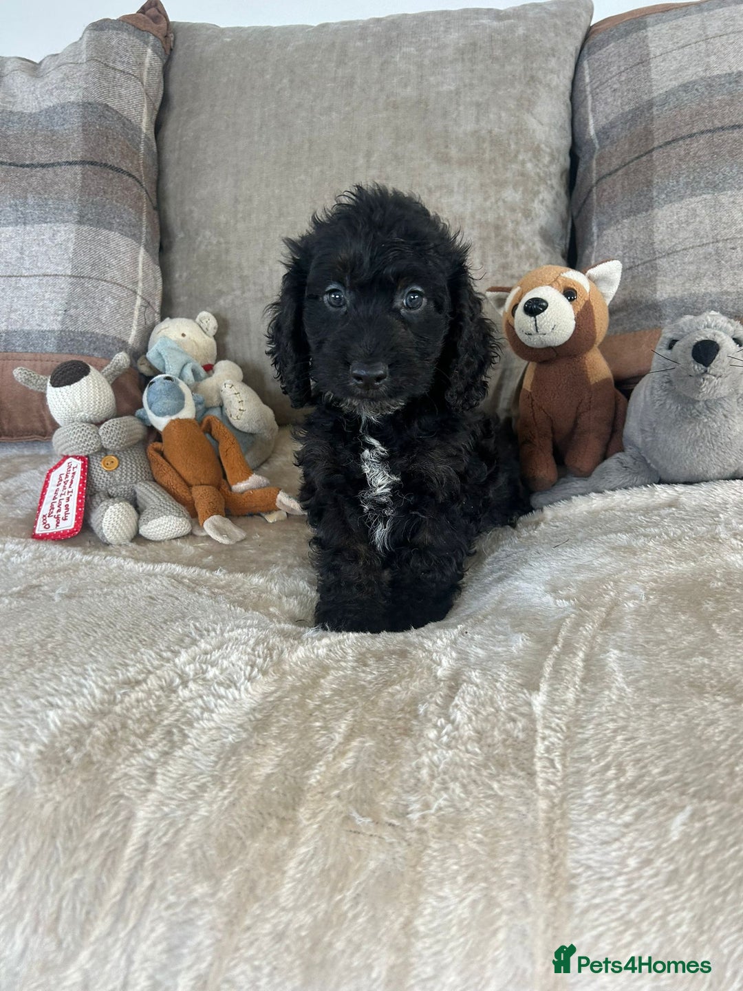 Cockapoo dogs for sale: Gorgeous F1 cockapoo puppies  - Image 37