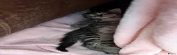 Mixed Breed cats for sale: Mixed breed kittens for sale  - Advert 5