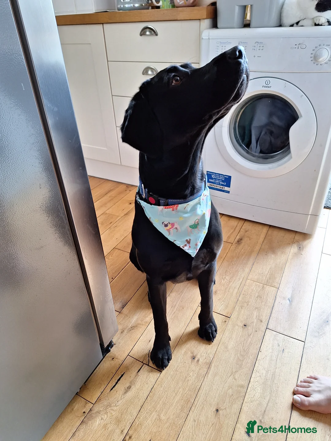 Labrador Retriever dogs for sale: 3 year old intact male labrador for sale in Birmingham - Advert 10