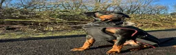Dobermann dogs for stud: Tyson kc registered  **  in Southport - Advert 4