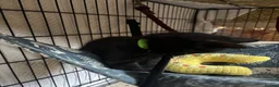 Mixed Breed cats for sale: Two Gorgeous Black Kittens  - Advert 5