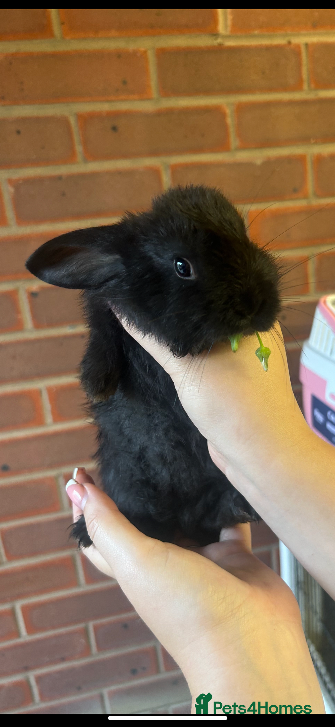 Mixed Breed rabbits for sale: Mini Lop Babies available now & 2 week old babies - Image 3
